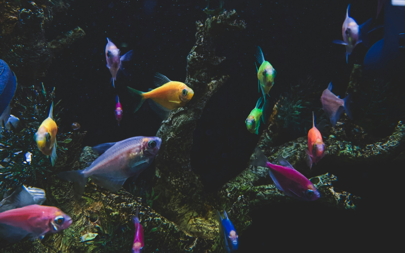 what-museums-are-free-with-ebt-near-me-aquarium-of-the-pacific